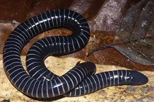 Peruvian Wildlife Prints: Caecilian