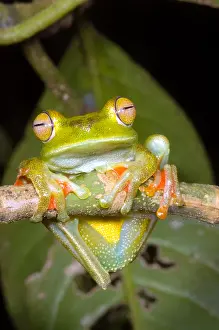 Central American Frogs Prints: Canal Zone Tree Frog