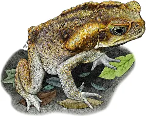 American Wildlife Art Prints: Cane Toad