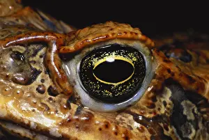 Framed Print : Cane Toad Eye Print Framed Print : Cane Toad Eye Print