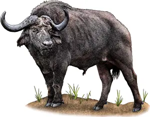 Syncerus Caffer Images Prints: Cape Buffalo
