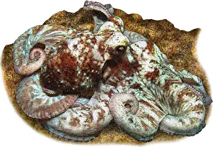 Marine Life Illustrations Prints: Caribbean reef octopus