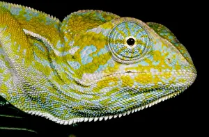 Madagascar Wildlife Photos Prints: Carpet Chameleon