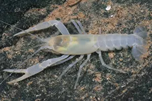 Freshwater Fauna Prints: Cave crayfish