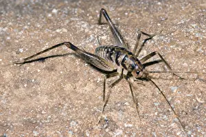 Invertebrate Animals Prints: Cave crickets (Ceuthophilus sp.)