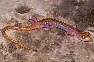 Framed Print : Cave Salamander Print