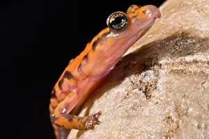 Print of a Cave Salamander