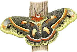 Cecropia Moth Print (Hyalophora cecropia)