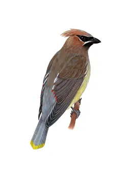 Wildlife Bird Illustration Prints: Cedar Waxwing