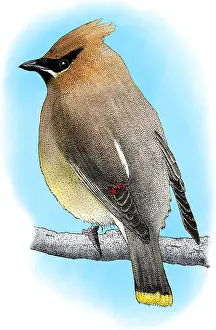 Framed Print : Cedar Waxwing Print Framed Print : Cedar Waxwing Print