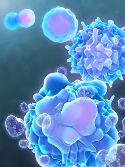 T Cell Life Cycle Print