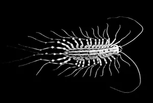 Arthropod Photography Prints: Centipede