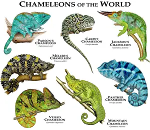 Wildlife Reptiles Prints: Chameleons of the World