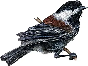 Bird Illustration Art Prints: Chestnut Backed Chickadee