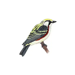 Bird Illustration Art Prints: Chestnut-sided Warbler