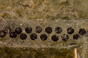 Amphibian Reproduction Prints: Chilean Toad eggs