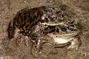Amphibian Reproduction Prints: Chilean Toads breeding