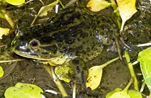 Vulnerable Wildlife Species Prints: Chilean Widemouth Frog