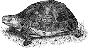 Framed Print : Chinese Box Turtle Print