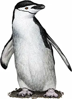 Flightless Seabirds Prints: Chinstrap penguin