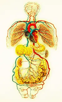Circulatory System Diagram Prints: Circulatory system