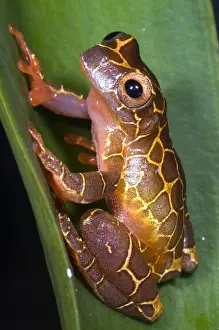 Tree Frog Species Prints: Clown Tree Frog