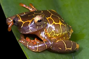 Tree Frog Species Prints: Clown Tree Frog