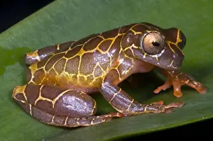 Tree Frog Species Prints: Clown Tree Frog