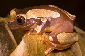 Ecuadorian Rainforest Animals Prints: Clown Tree Frog