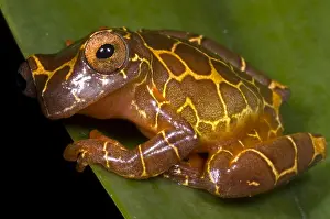 Tropical Rainforest Frogs Prints: Clown Tree Frog
