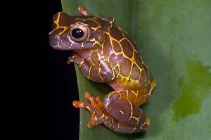 Tree Frog Species Prints: Clown Tree Frog