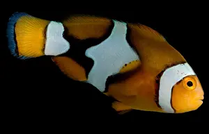Tropical Sea Creatures Prints: Clownfish