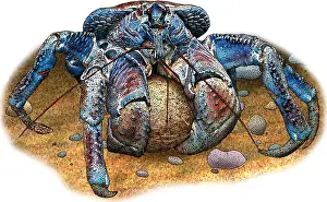 Wildlife Illustrations Prints: Coconut Crab