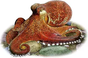 Wildlife Illustrations Prints: Coconut Octopus