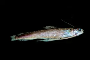 Deep Sea Fish Prints: Codlet, Bregmacerotidae