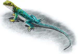 Collared Lizard Print - Colorized pen and ink illustration