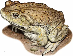 Colorado River Toad Print: Bufo alvarius Illustration