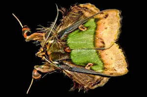 South American Insects Prints: Colorful Cryptic Moth