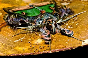 South American Insects Prints: Colorful Cryptic Moth