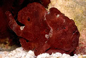 Tropical Reef Fish Prints: Commerson's Frogfish