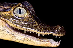 Costa Rica Fauna Prints: Common Caiman