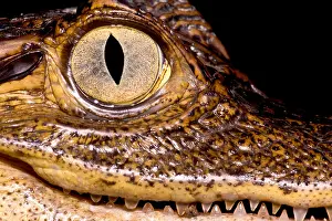 Central America Animals Prints: Common Caiman Eye