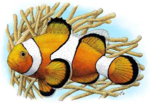 Ocellaris Clownfish Prints: Common Clownfish