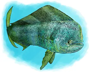 Wildlife Illustration Prints: Common Dolphinfish