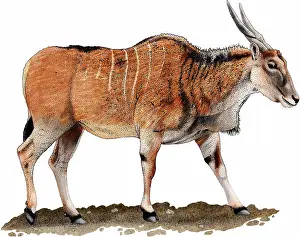 African Antelope Prints: Common eland