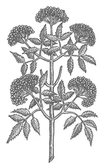 Historical Plant Illustration Prints: Common Elder Tree