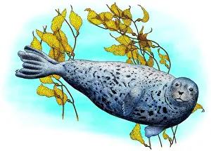 American Mammals Prints: Common Harbor Seal