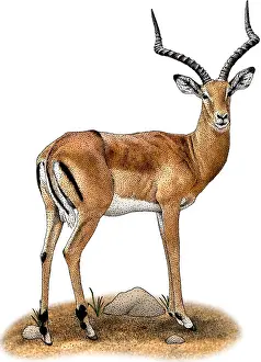 African Wildlife Art Prints: Common Impala