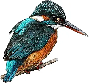 Eurasian Kingfisher Images Prints: Common kingfisher