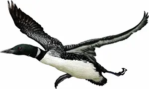 Common loon (Gavia immer) taking off Print